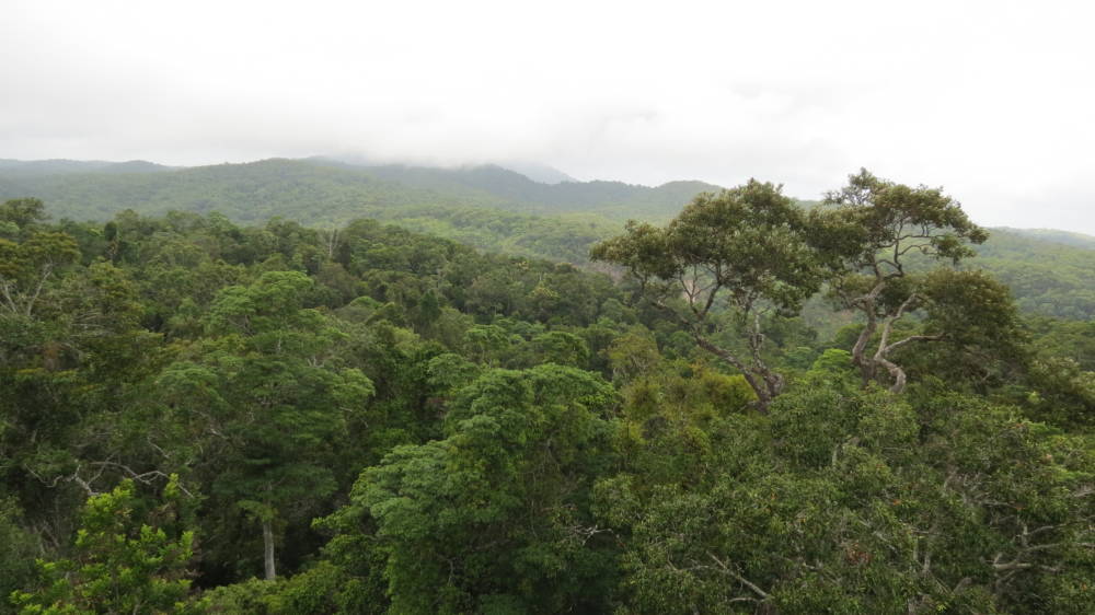 Australia Forests