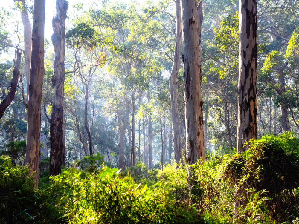 Australia Forests