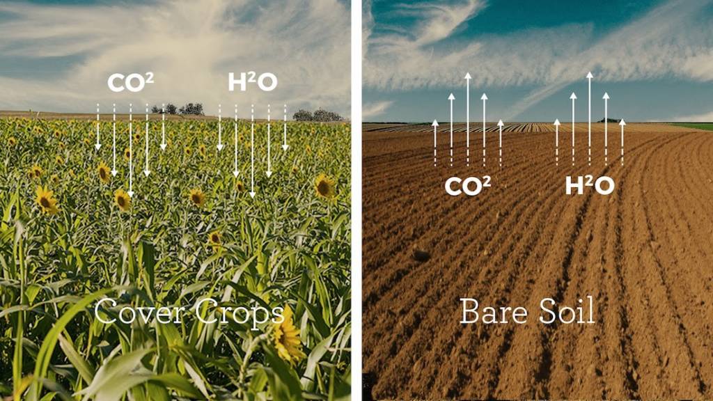 Cover Crops vs Bare Soil