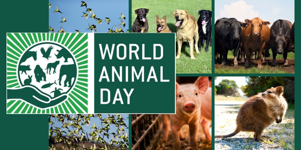 world animal day 2019