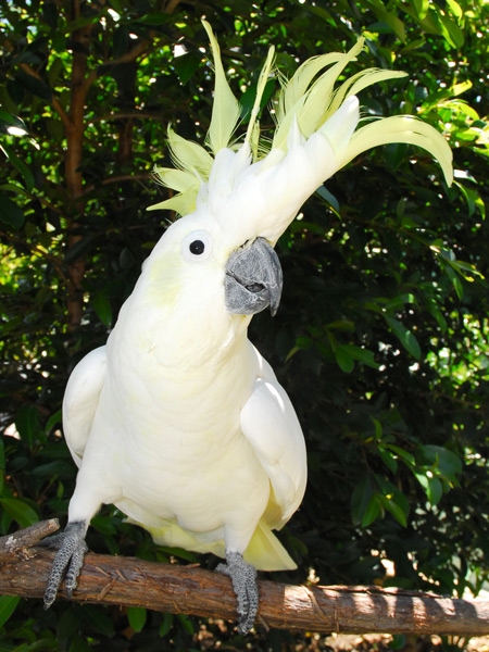 Sulphur-crested Cockatoo 