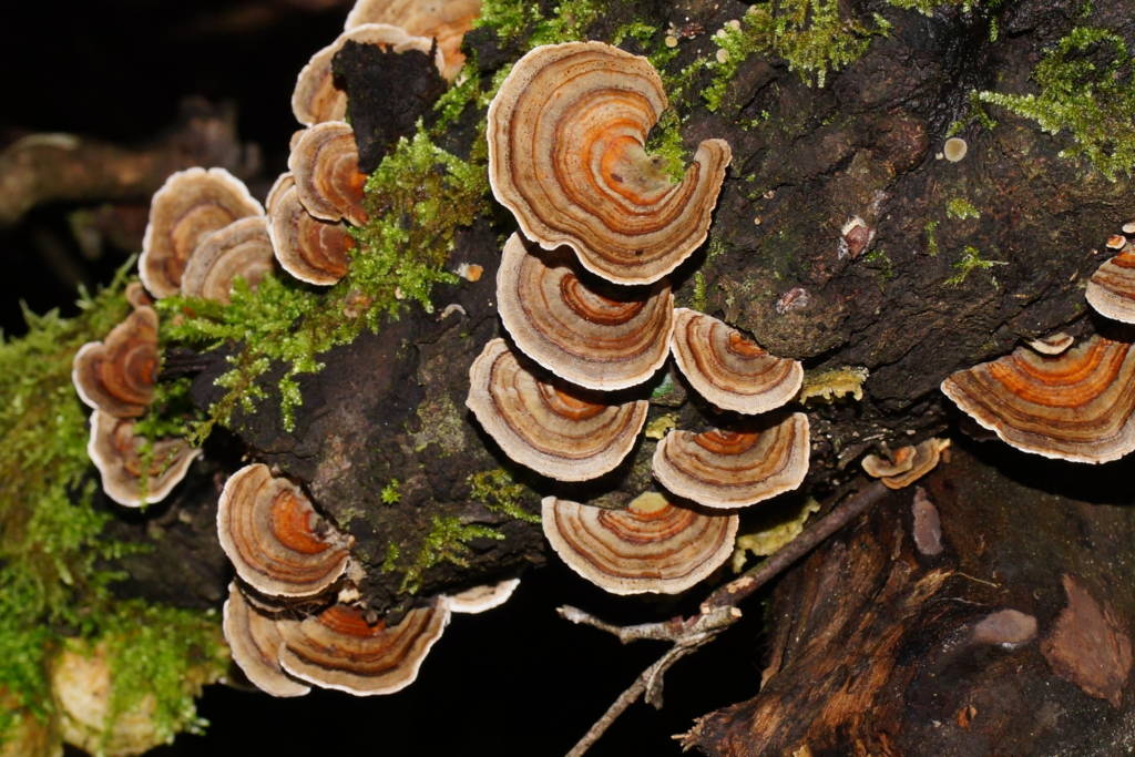 Rainbow Bracket Fungi