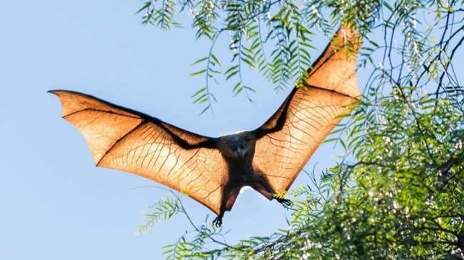 Skalk Jabeth Wilson Windswept Bats of Western Australia - Integrate Sustainability