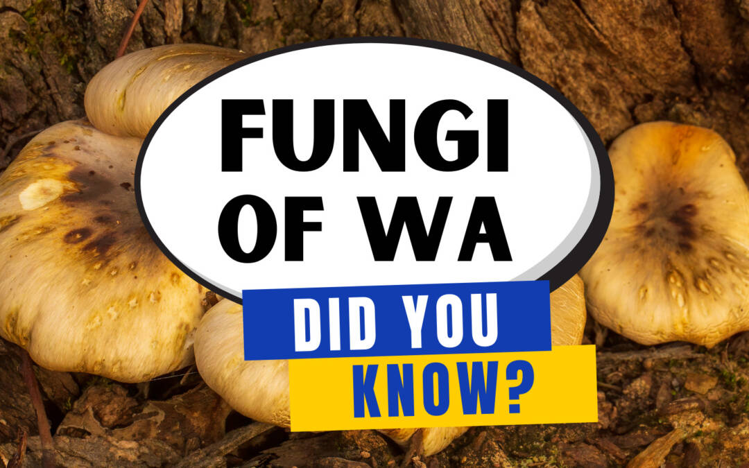 Fungi of WA – Did you know?