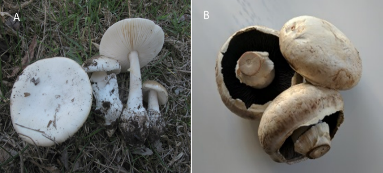 Comparing Marbled Death Cap and Field Muschrooms