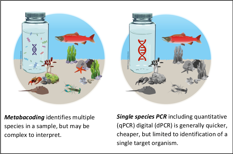 Metabacoding vs Single species PCR