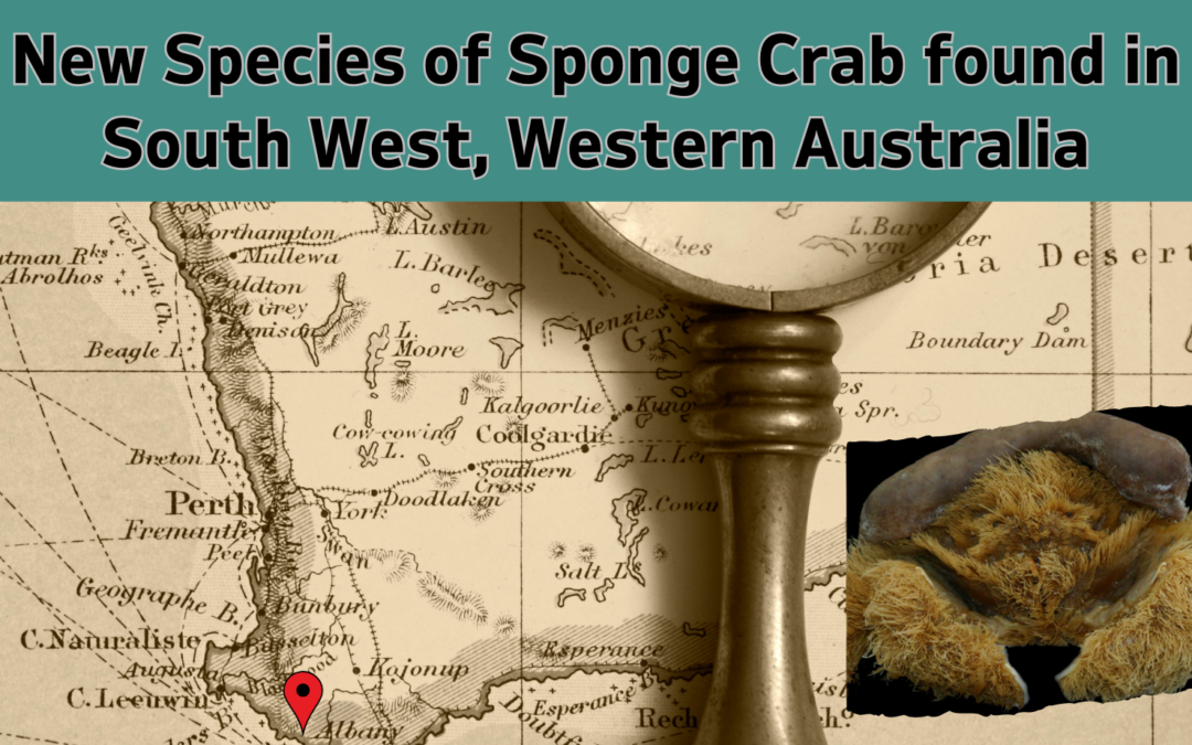 A New Species of Sponge Crab in South-West WA