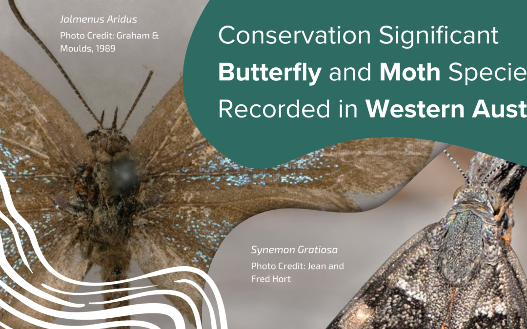 Conservation Significant Butterfly and Moth Species Recorded in Western Australia