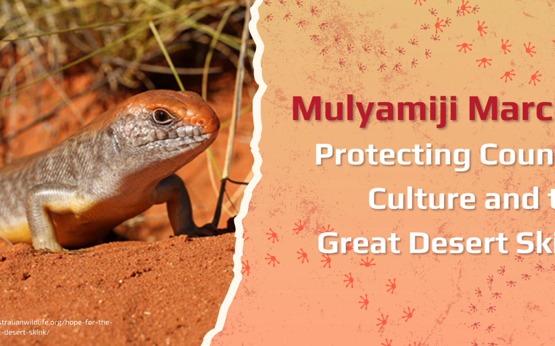Mulyamiji March – Protecting Country Culture and the Great Desert Skink